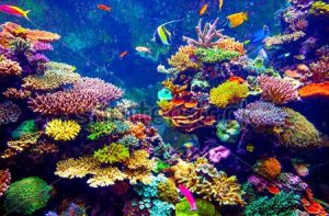 stock-photo-coral-reef-and-tropical-fish-in-sunlight-singapore-aquarium-243413140