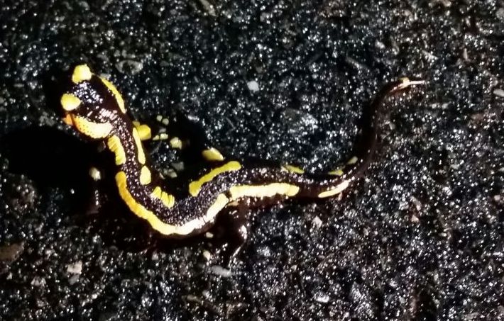 Salamandra a les Valls d'Àneu Foto. Neus Calvelo