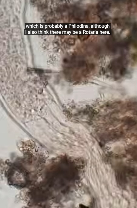 MicroBerguedà - Exploring invisible worlds