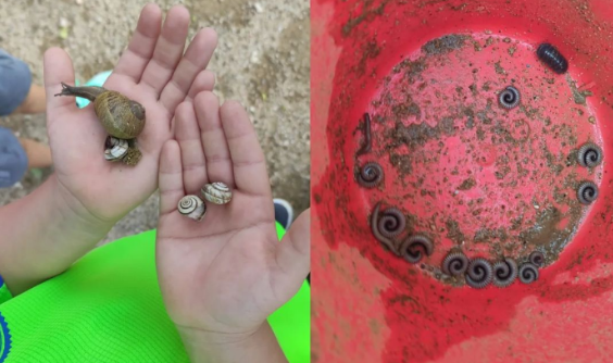 Biodiversitat del pati descobert per l'alumnat de l'Institut Escola El Perelló. 