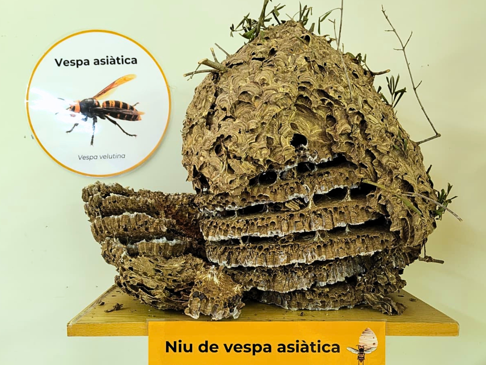Vespa asiàtica niu rusc
