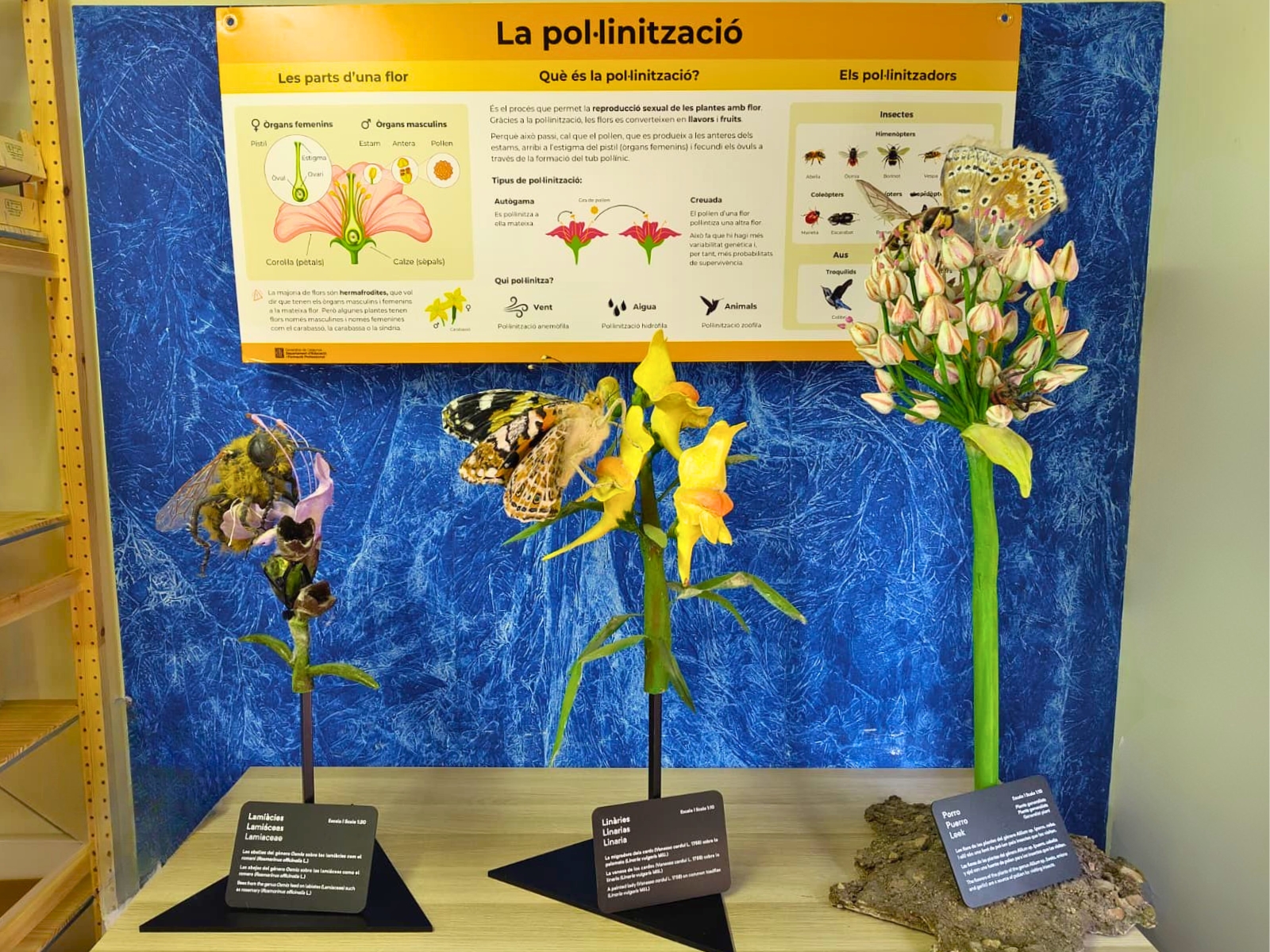 Maquetes pol·linització